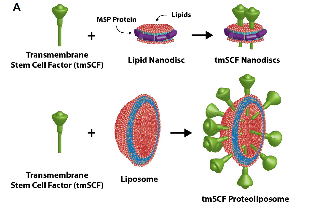 illustration of transmembrane stem cell factor