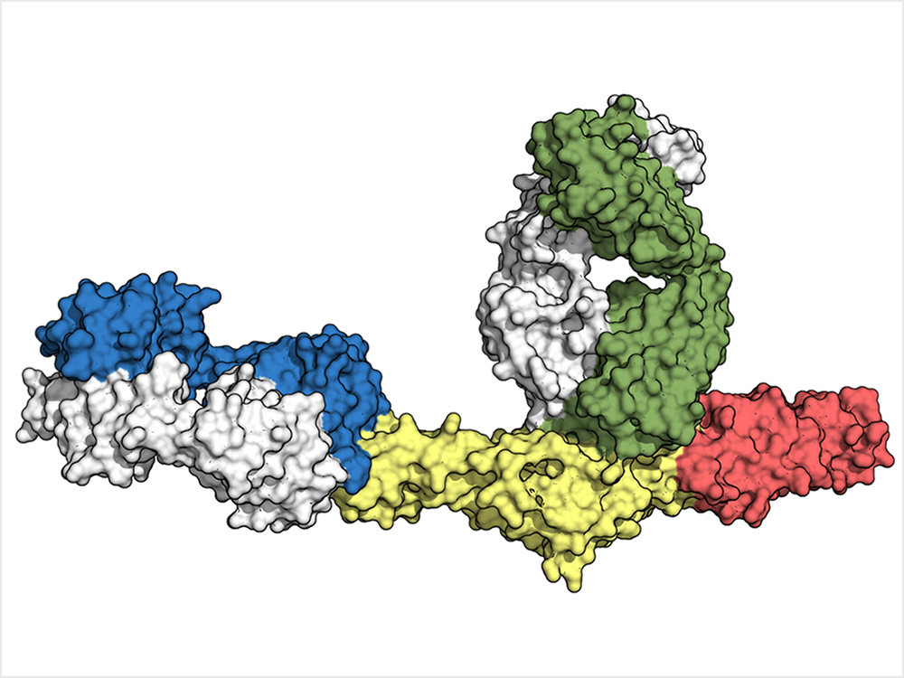 3D atomic map of Gc protein bound to two antibodies, credit: Akaash Mishra