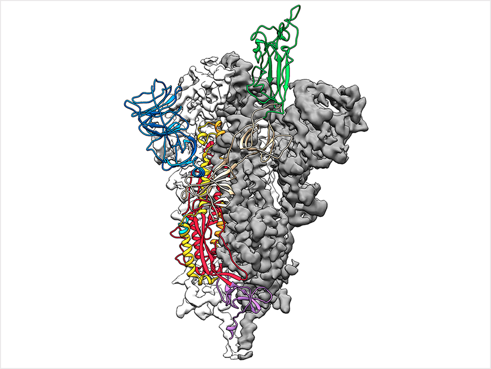 covid-19 spike protein rendering