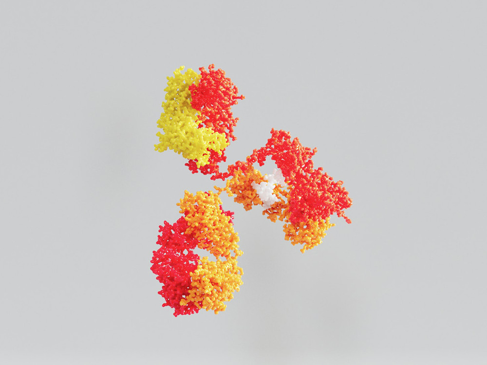 A red and yellow antibody