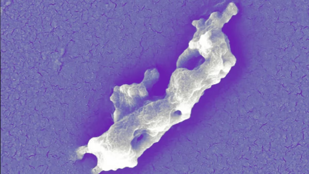 An elongated structure in a cell culture